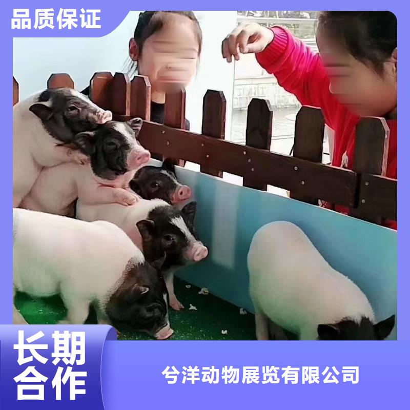 马戏团/羊驼海洋展租赁高性价比