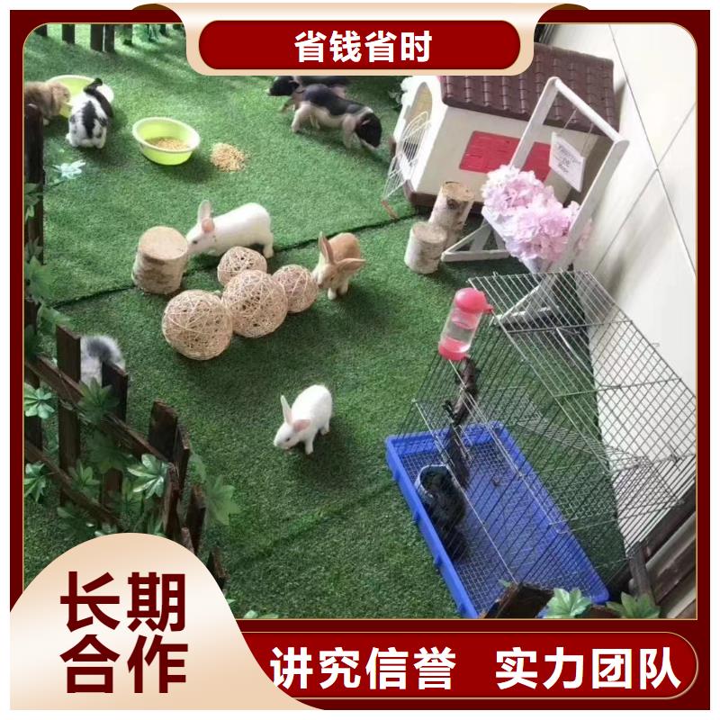 马戏团/羊驼动物表演租赁品质服务