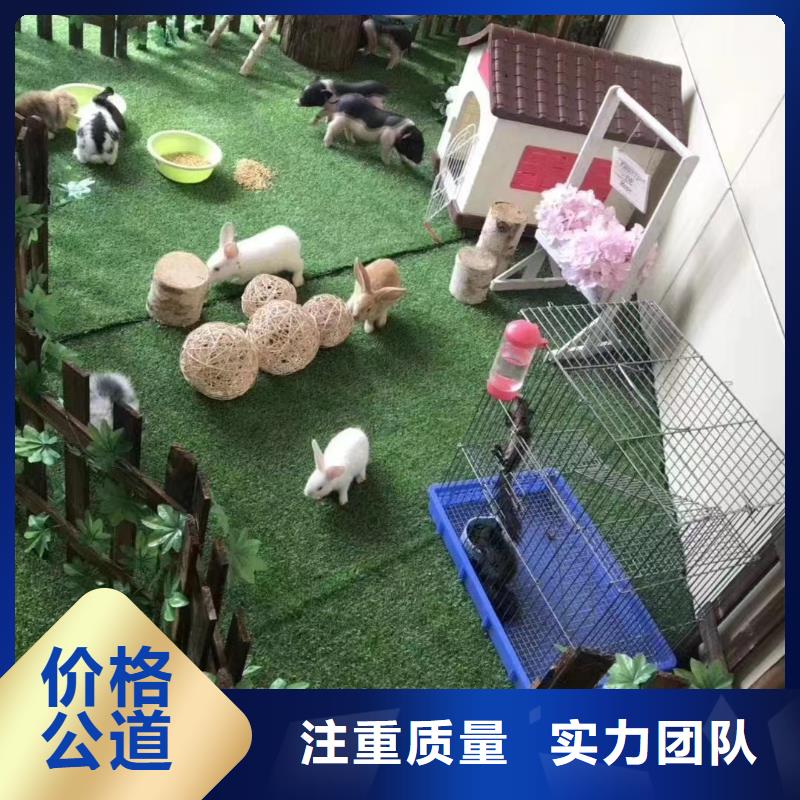 马戏团/羊驼海狮表演出租遵守合同