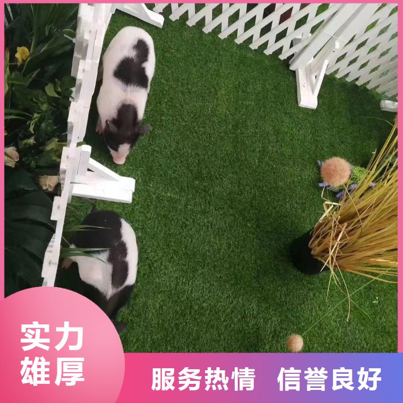 马戏团/羊驼企鹅租赁值得信赖