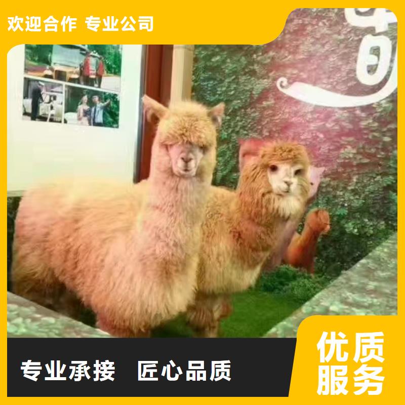 马戏团/羊驼,【企鹅表演】质优价廉