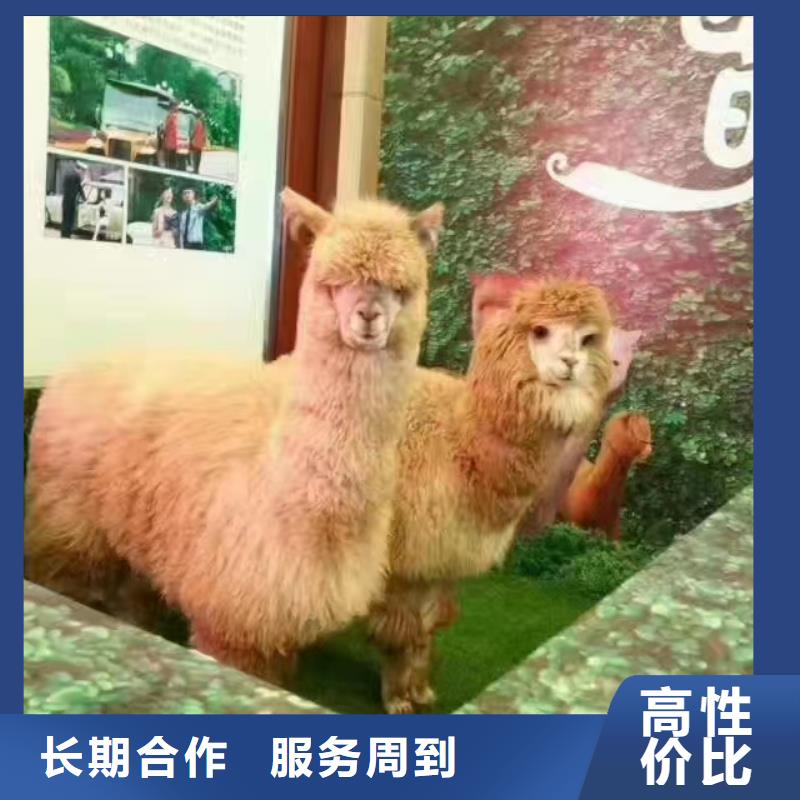 马戏团/羊驼海狮表演出租遵守合同
