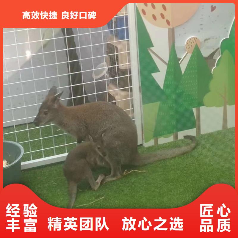 【马戏团/羊驼】羊驼出租多年行业经验