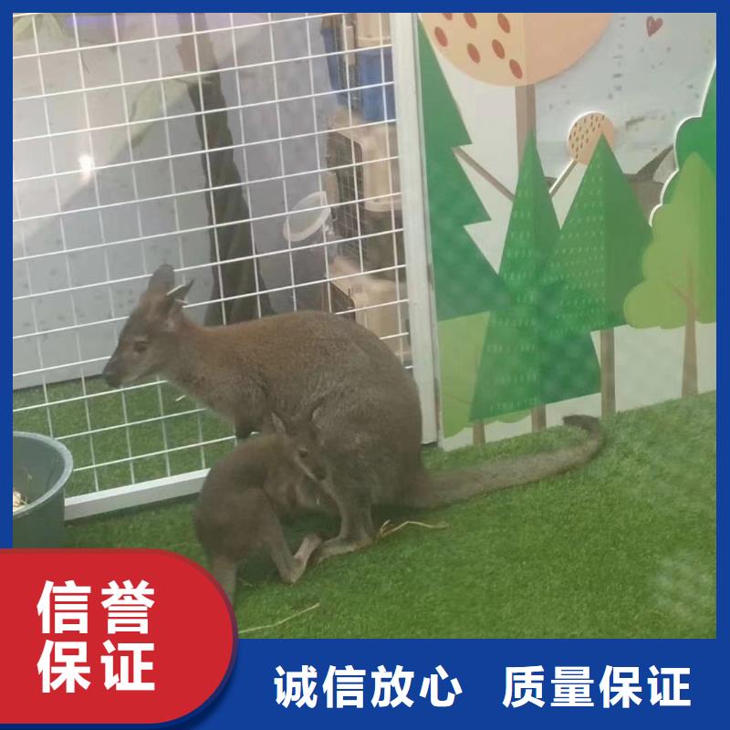 【马戏团/羊驼】企鹅出租诚信经营