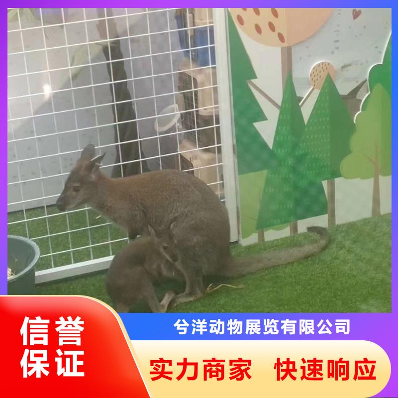 马戏团/羊驼出租企鹅拒绝虚高价