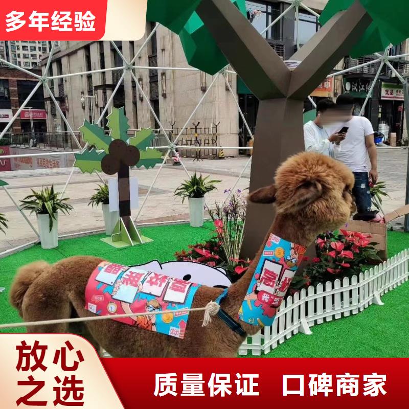 马戏团/羊驼_【美人鱼表演】先进的技术