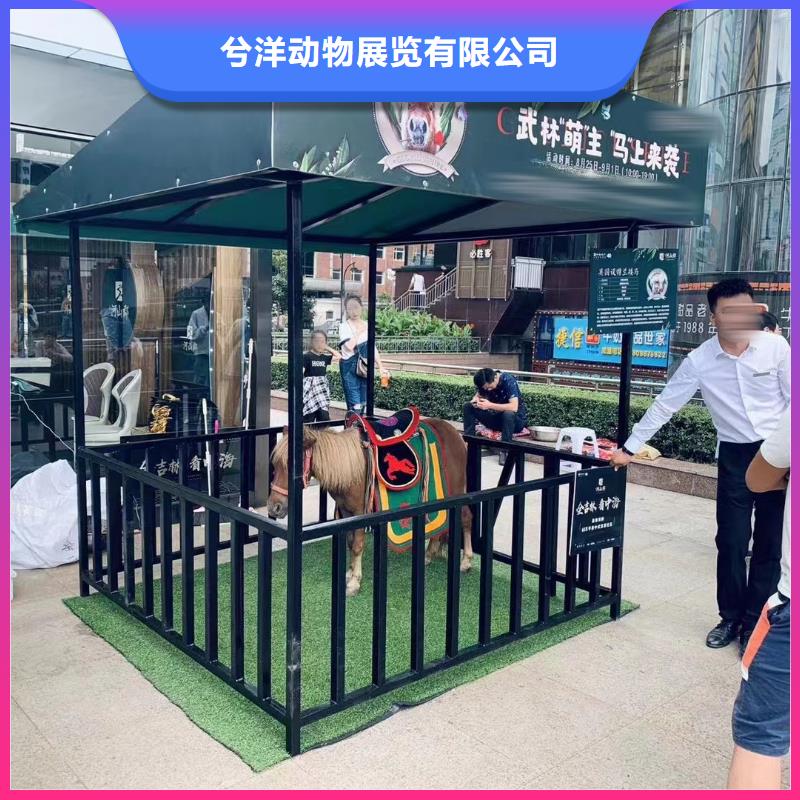 【马戏团/羊驼】-羊驼出租品质服务