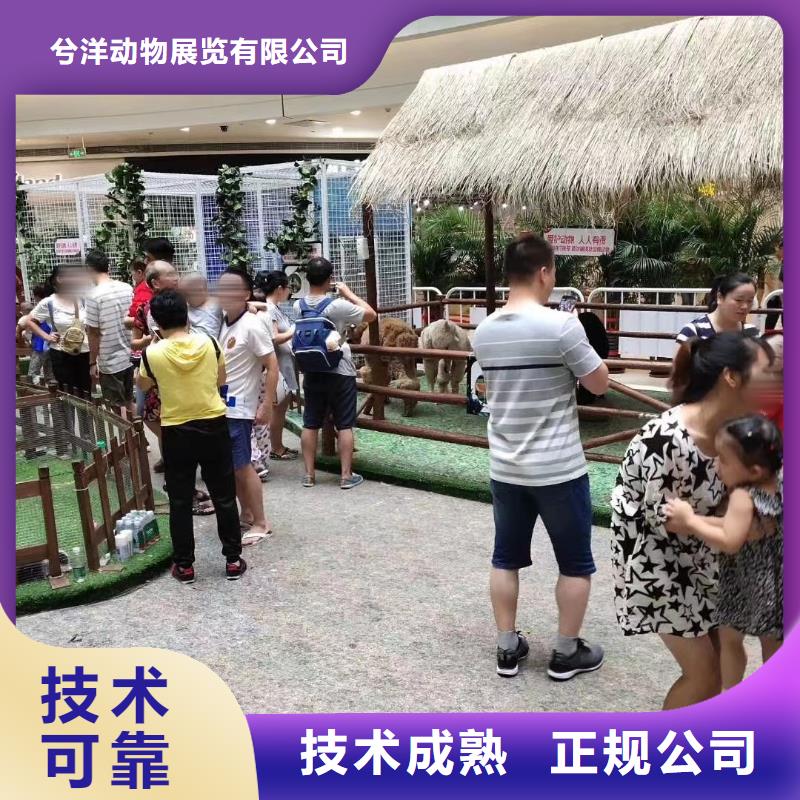 马戏团/羊驼出租表演羊驼技术精湛