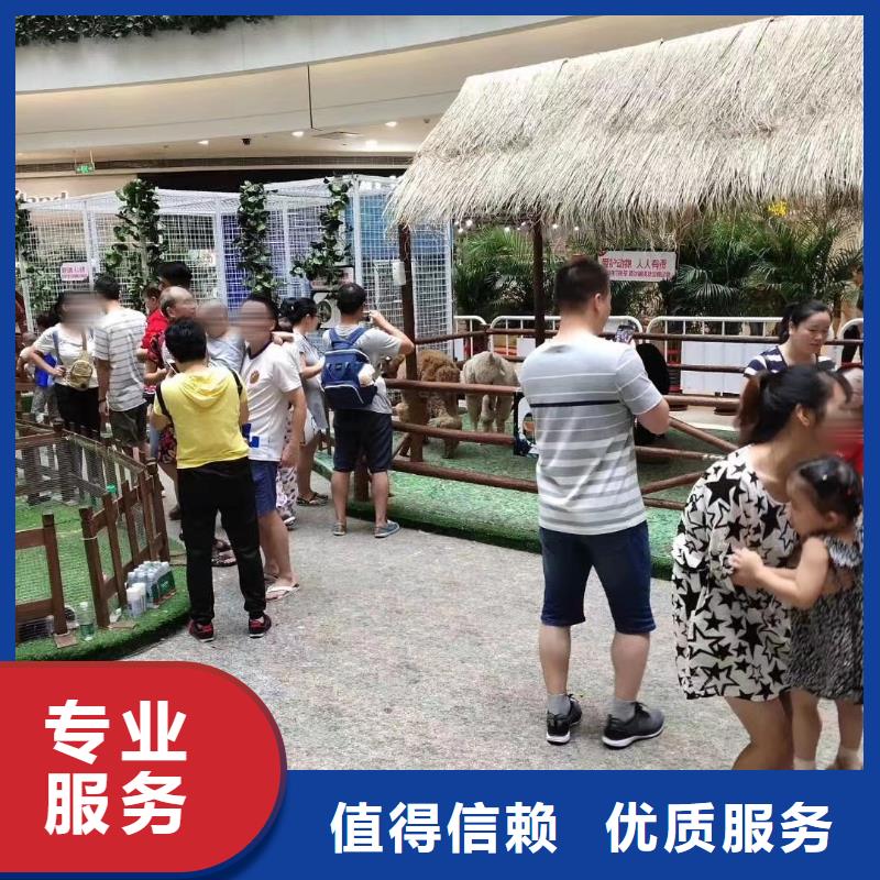 马戏团/羊驼_动物表演租赁好评度高