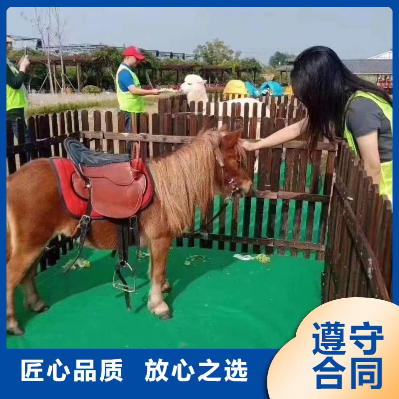 马戏团/羊驼,马戏团表演出租