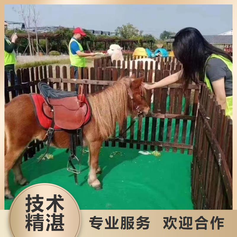 马戏团/羊驼-马戏团表演专业承接