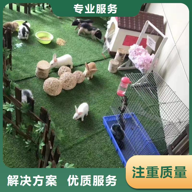 马戏团/羊驼企鹅租赁经验丰富