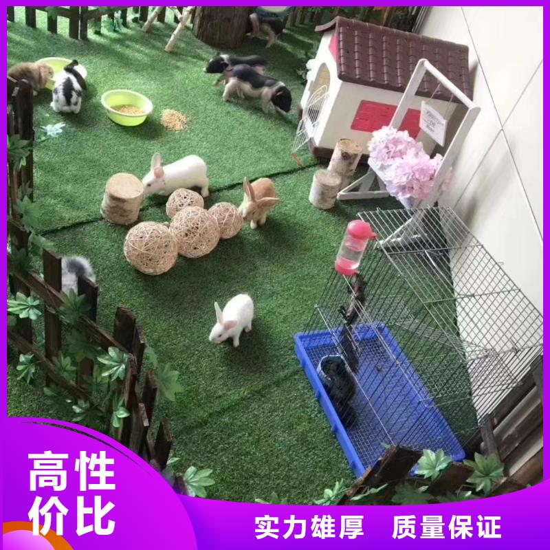 马戏团/羊驼美人鱼表演从业经验丰富