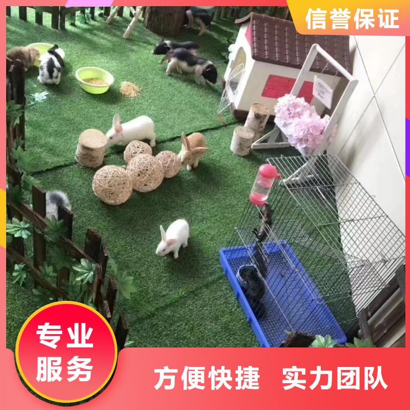 马戏团/羊驼海狮表演出租注重质量
