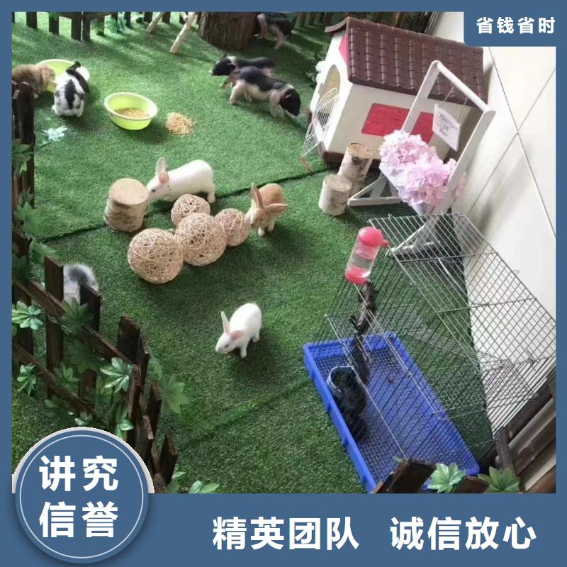 【马戏团/羊驼】羊驼出租多年行业经验