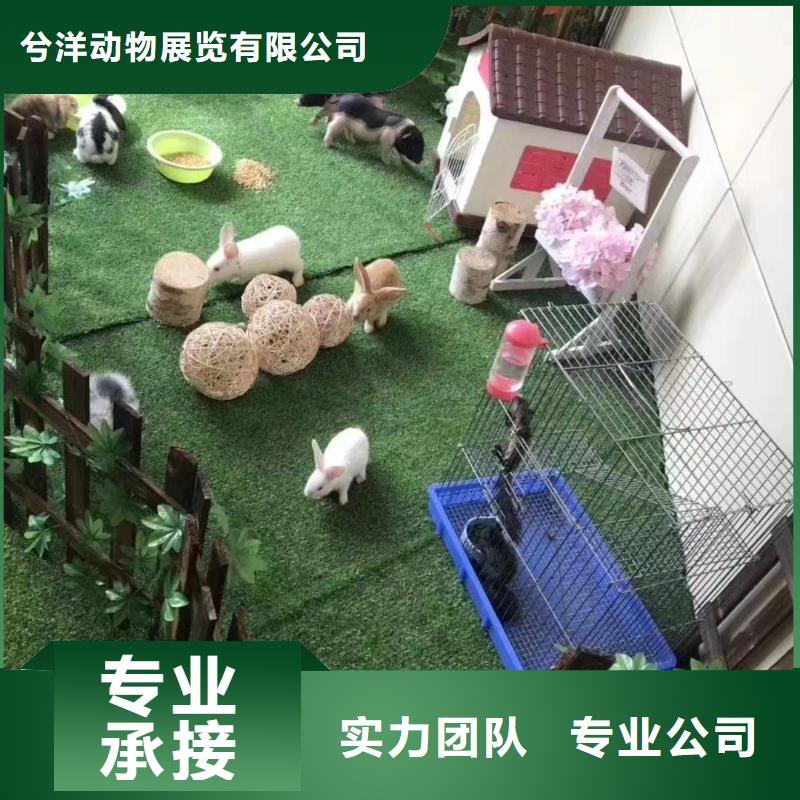 【马戏团/羊驼-出租表演企鹅诚信放心】