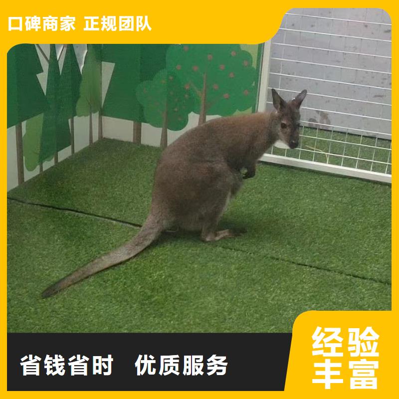 【马戏团/羊驼【活体羊驼租赁】明码标价】