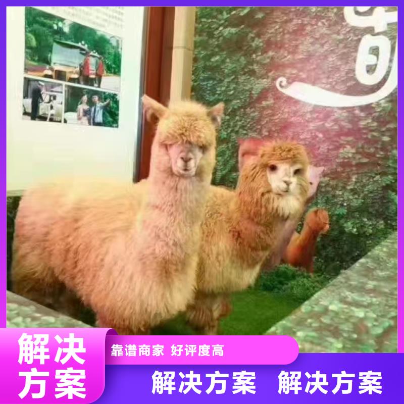 马戏团/羊驼海豚表演诚信