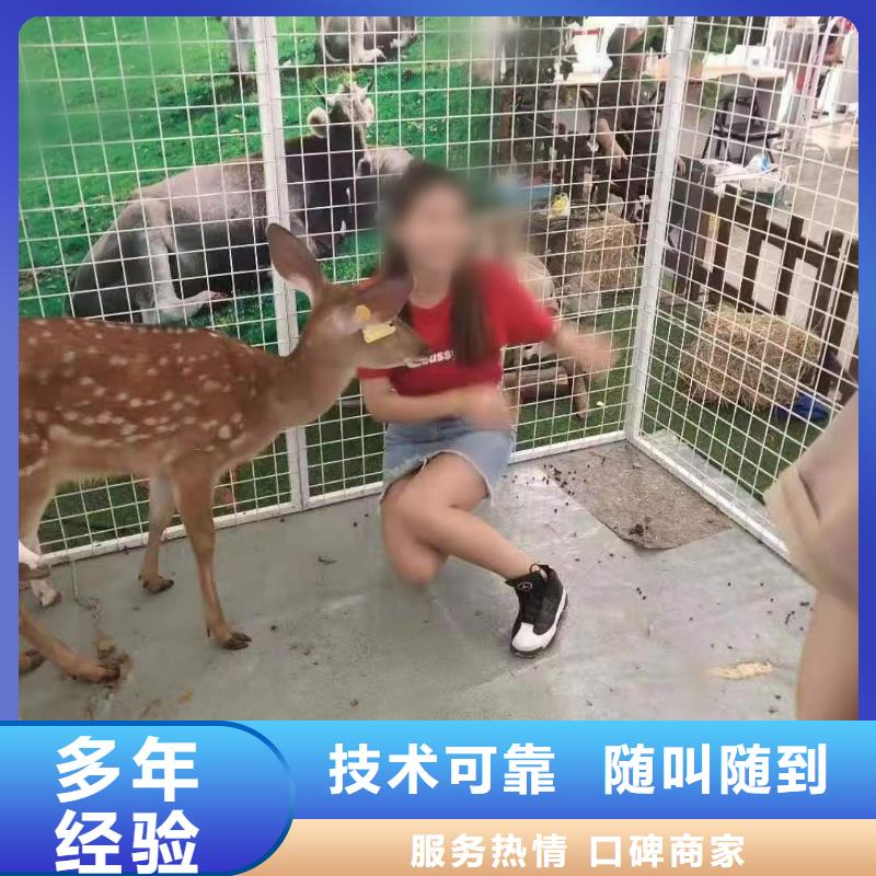 马戏团/羊驼,【企鹅表演】专业