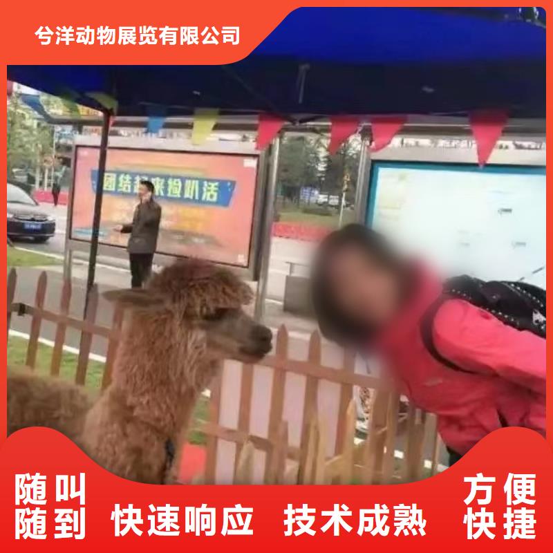 马戏团/羊驼海狮表演出租诚信经营