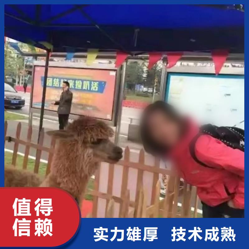 马戏团/羊驼【企鹅表演出租】售后保障