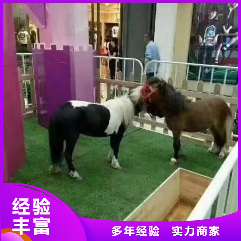 马戏团/羊驼杂耍演出欢迎询价