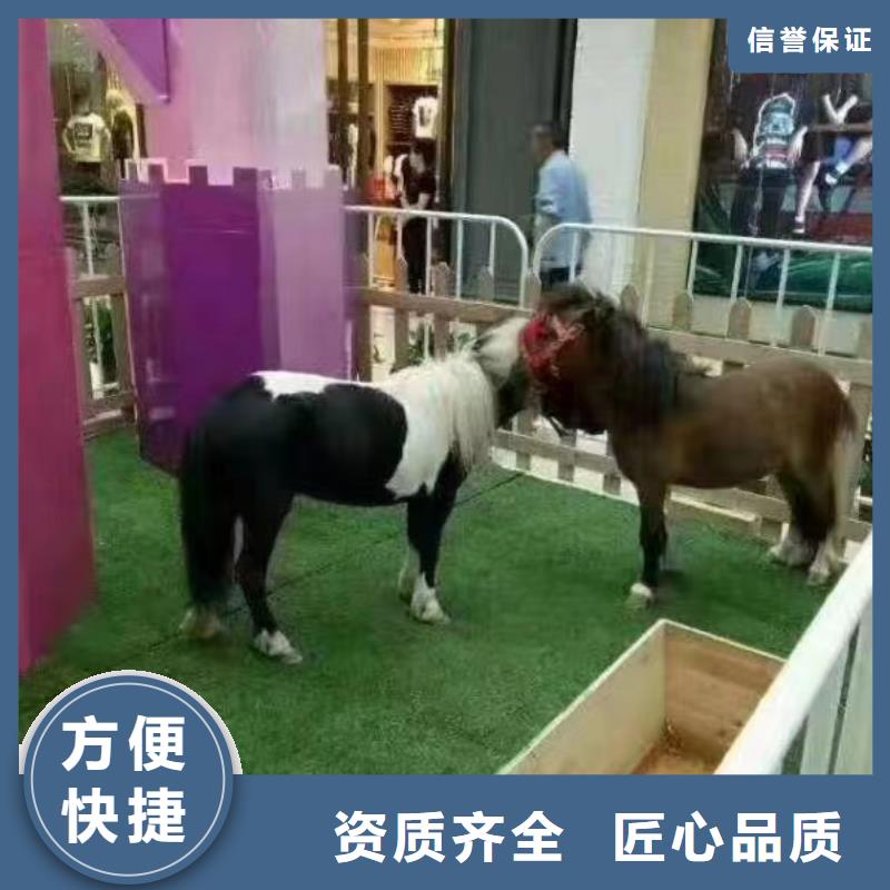 马戏团/羊驼美人鱼表演遵守合同