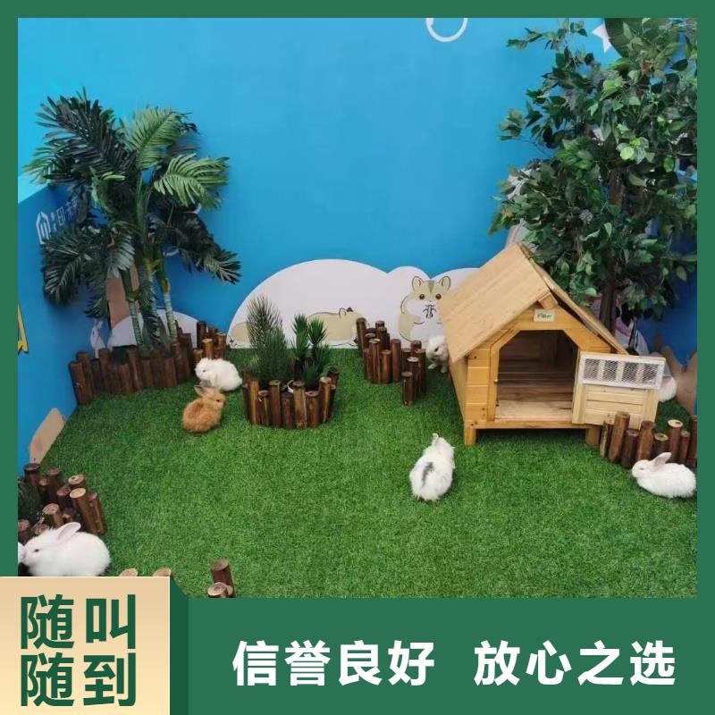 马戏团/羊驼出租表演海狮解决方案