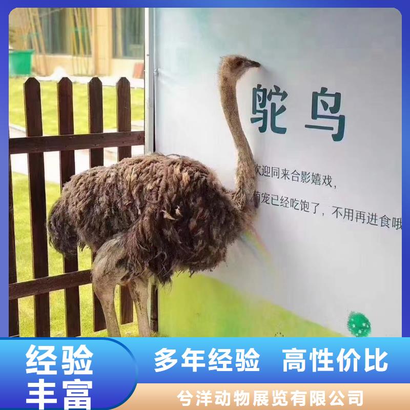 马戏团/羊驼羊驼出租靠谱商家
