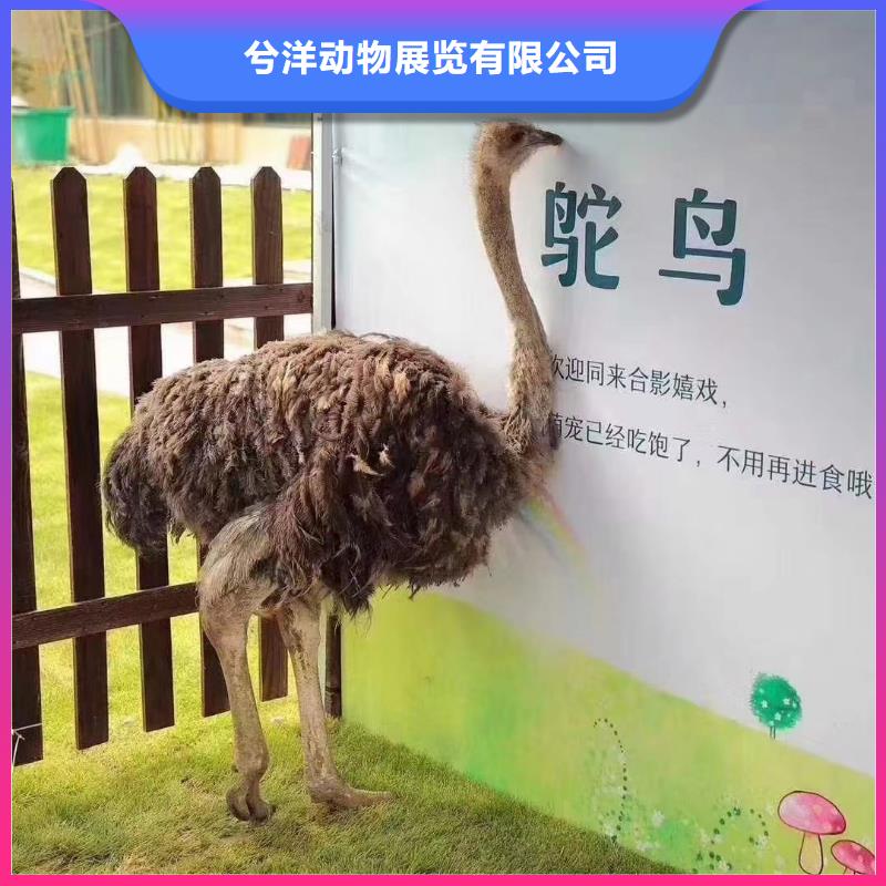 马戏团/羊驼出租企鹅拒绝虚高价
