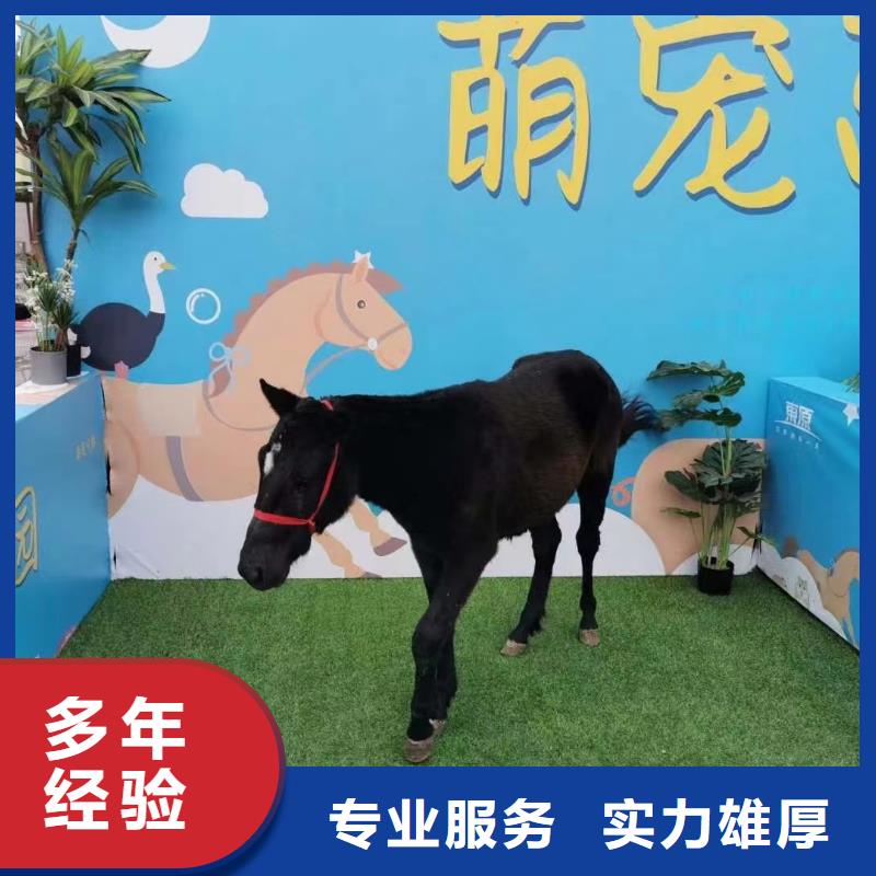 马戏团/羊驼动物杂技表演租赁欢迎合作