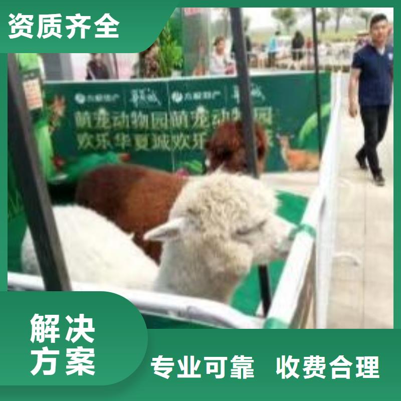 马戏团/羊驼【海狮表演出租】信誉保证