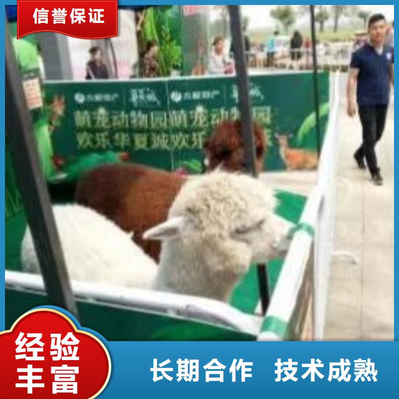 马戏团/羊驼出租表演海狮解决方案