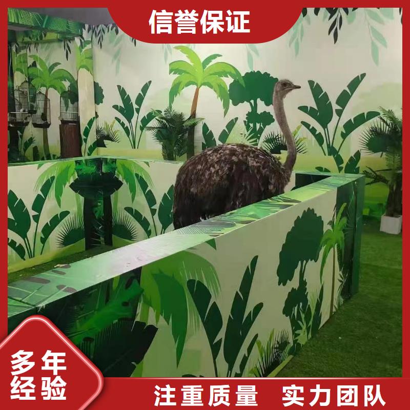 马戏团/羊驼企鹅租赁经验丰富