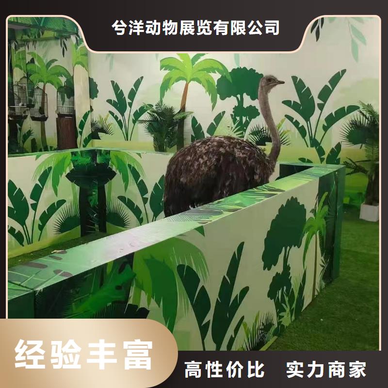 马戏团/羊驼_动物表演租赁好评度高