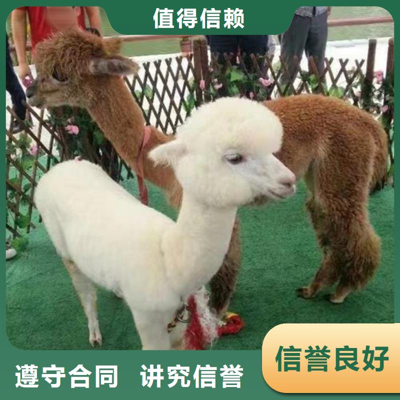 马戏团/羊驼出租表演羊驼技术精湛