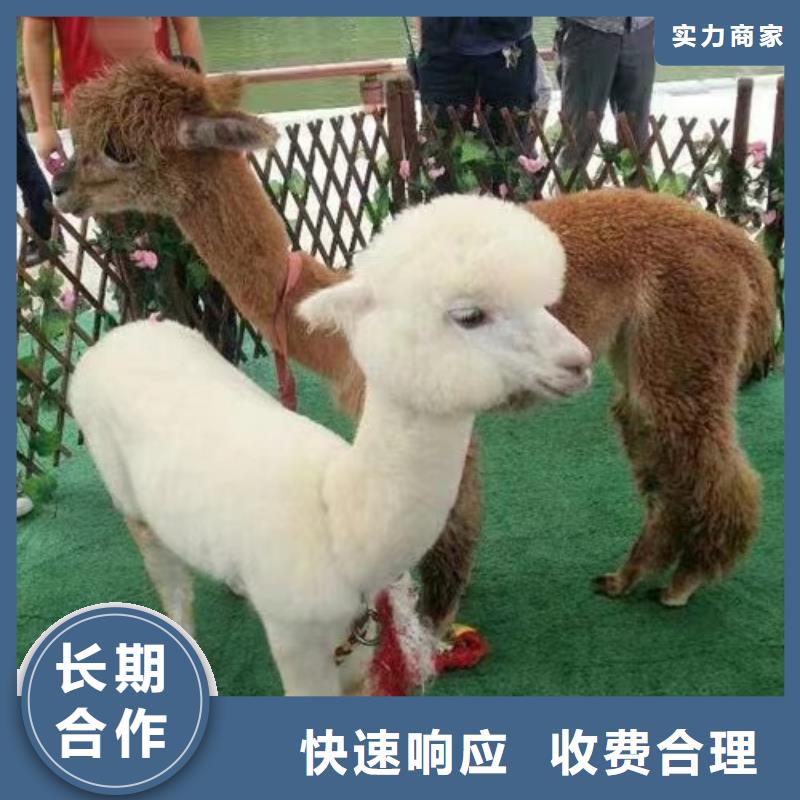 马戏团/羊驼小马戏出租技术可靠