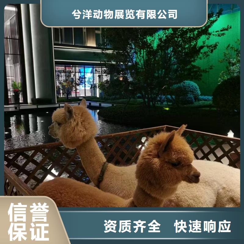 马戏团/羊驼【小马戏表演出租】行业口碑好