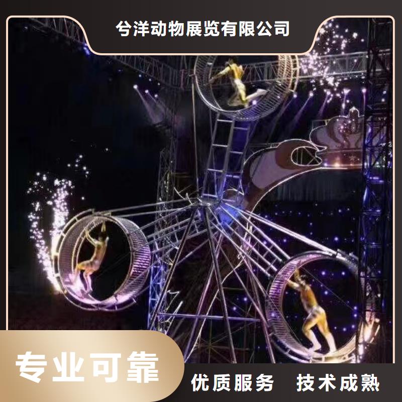 马戏团/羊驼-马戏团表演专业承接