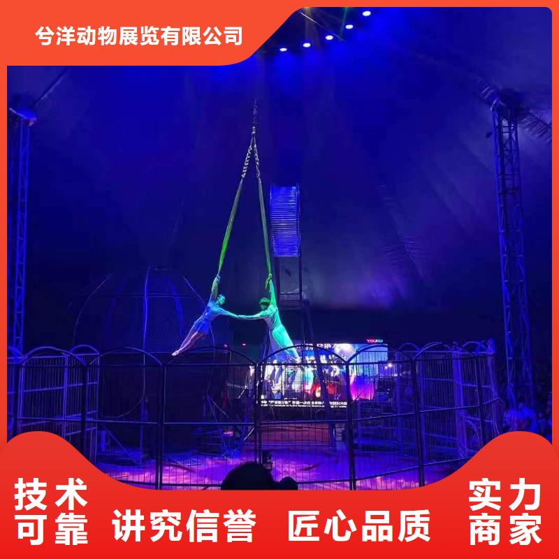 马戏团/羊驼驯兽表演实力团队