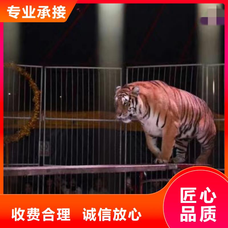 马戏团/羊驼【企鹅表演出租】售后保障