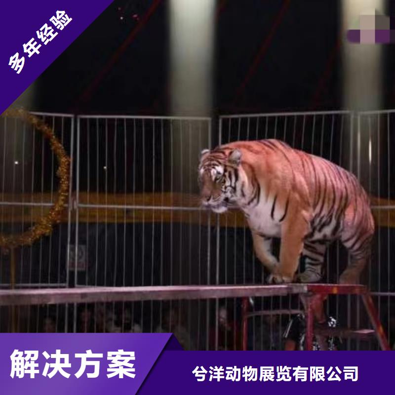 【马戏团/羊驼,海狮表演出租专业公司】