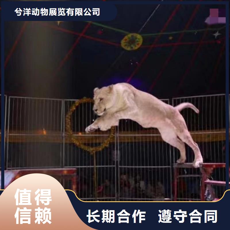 【马戏团/羊驼】出租动物表演有实力