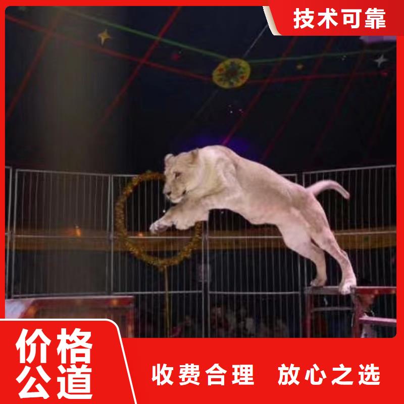 马戏团/羊驼【海狮表演】团队