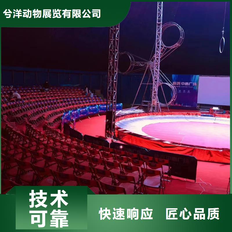 马戏团/羊驼海狮表演出租质量保证