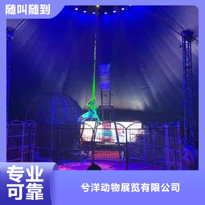 马戏团/羊驼租赁美人鱼表演专业