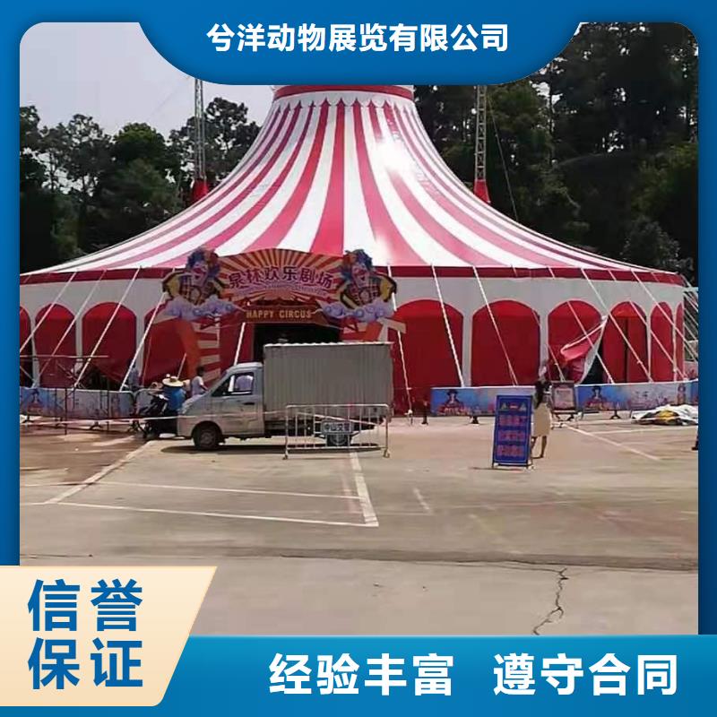 马戏团/羊驼环球飞车表演出租方便快捷