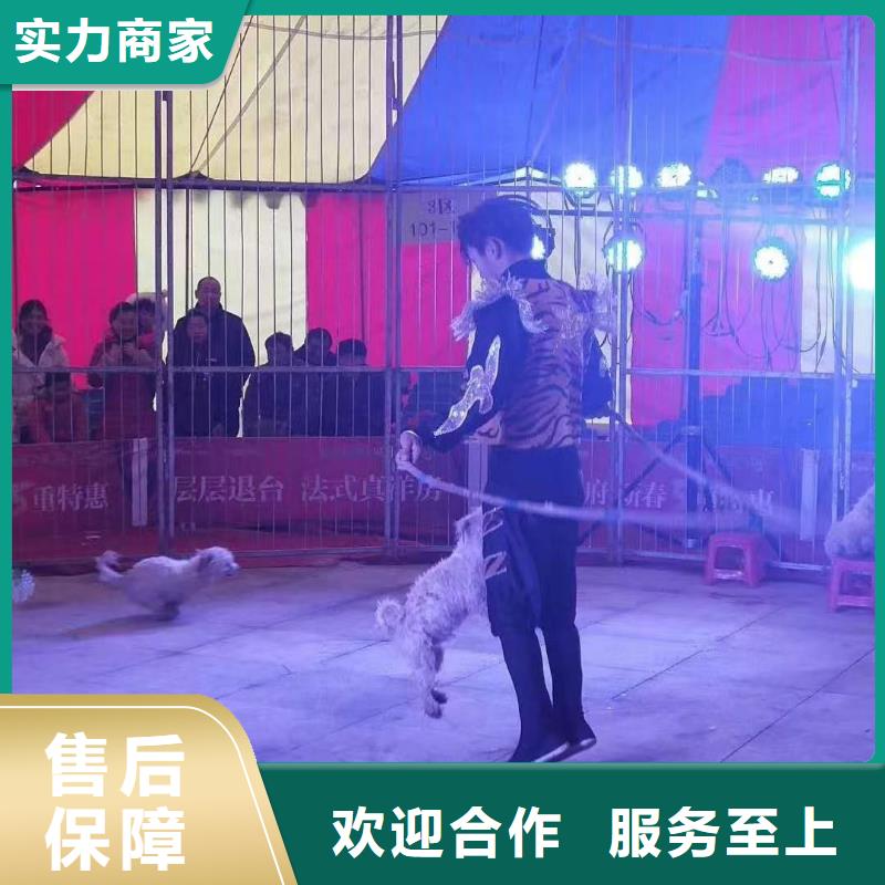 马戏团/羊驼【萌宠动物展出租】经验丰富