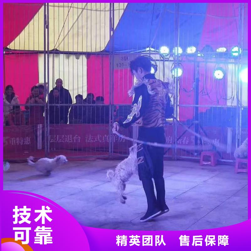 马戏团/羊驼观赏性羊驼租赁快捷