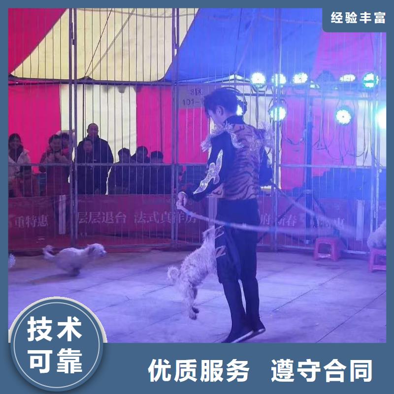 马戏团/羊驼动物杂技表演租赁欢迎合作